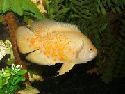 ყვითელი თევზი Tiger Oscar (Astronotus ocellatus) ფოტო