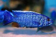 青 フィッシュ エレクトリックブルーhap、エレクトリックブルーシクリッド (Sciaenochromis fryeri) フォト