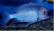 светло плава Риба Блуе Долпхин Цицхлид, Моореи Цицхлид (Cyrtocara moorei, cyrtocara moorii) фотографија
