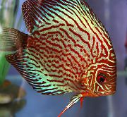 svītrains Zivs Red Discus (Symphysodon discus) foto