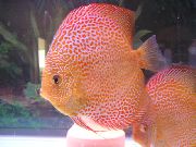 Στίγματα ψάρι Κόκκινο Δισκοβολία (Symphysodon discus) φωτογραφία
