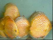 Gelb Fisch Rote Diskus (Symphysodon discus) foto