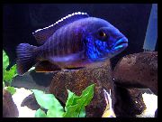 Blauen Pfau Cichlid Lila Fisch