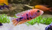 ჭრელი თევზი ლურჯი ფარშევანგი Cichlid (Aulonocara nyassae) ფოტო