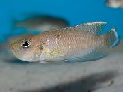ყავისფერი თევზი Neolamprologus Brevis  ფოტო