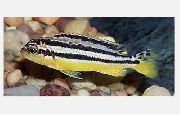 triibuline Kala Kuldne Mbuna (Melanochromis auratus) foto