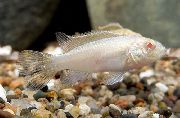 beyaz Balık Kribensis, Krib (Pelvicachromis pulcher, Pelvicachromis kribensis) fotoğraf