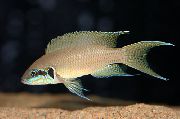 aquarium fish Lyretail cichlid, Princess cichlid Neolamprologus brichardi, Lamprologus brichardi brown