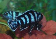 Gestreift Fisch Zebrabuntbarsch (Pseudotropheus zebra) foto