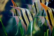 stripete Fisk Altum Angelfish (Pterophyllum altum Pellegrin) bilde
