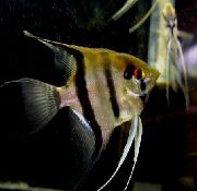 Strisce Pesce Scalare Angelfish (Pterophyllum scalare) foto