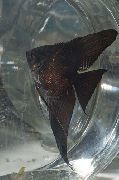 Schwarz Fisch Angelfish Scalare (Pterophyllum scalare) foto