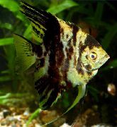 aquarium fish Angelfish scalare Pterophyllum scalare spotted