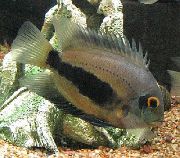 паласаты Рыба Уару Чернопятнистый (Трохкутная Цыхлідаў, Яра) (Uaru amphiacanthoides) фота