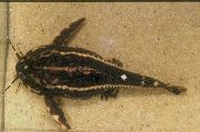 svītrains Zivs Acanthodoras Spinosissimus  foto