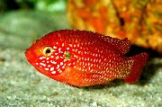 წითელი თევზი წითელი ქვა Cichlid (Hemichromis lifalili) ფოტო