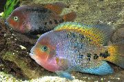 Ποικιλόχρους ψάρι Cichlasoma Synspilum  φωτογραφία