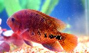 црвен Риба Цицхласома Синспилум (Cichlasoma synspilum) фотографија