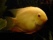 жоўты Рыба Цихлазома Северум (Діскус Ілжывы) (Cichlasoma severum, Heros serverus) фота