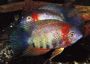 aquarium fish Severum Cichlasoma severum, Heros serverus motley