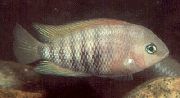 стрипед Риба Плаво Очију Цицхлид (Cichlasoma spilurum, Archocentrus spilurus) фотографија