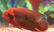 Κόκκινος ψάρι Κιχλίδες Σοκολάτα, Σμαράγδι Κιχλίδες (Cichlasoma temporale, Hypselecara Temporalis) φωτογραφία