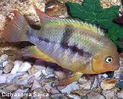 aquarium fish T-Bar Cichlid Cichlasoma sajica, Archocentrus sajica striped