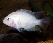 ვარდისფერი თევზი მსჯავრდებულის Cichlid (Archocentrus nigrofasciatus, Cichlasoma nigrofasciatum) ფოტო