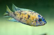 Петнист Риба Малави Мечта (Labeotropheus fuelleborni) снимка