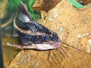 črtasto Ribe Som Raphael Čokolada (Acanthodoras cataphractus) fotografija