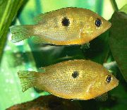 aquarium fish Orange chromide Etroplus maculatus gold