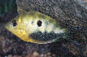 aquarium fish Orange chromide Etroplus maculatus spotted