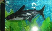 Prata Peixe Iridescent Shark Catfish (Pangasius sutchi) foto