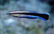Gestreift Fisch Gelb Tubelip (Labroides dimidiatus) foto