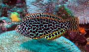 Петнист Риба Леопард Зеленушка (Macropharyngodon meleagris) снимка