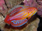 aquarium fish Filamented flasher-wrasse Paracheilinus filamentosus motley