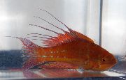 aquarium fish Filamented flasher-wrasse Paracheilinus filamentosus red