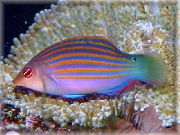 aquarium fish Six-line Wrasse Pseudocheilinus hexataenia striped