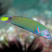 aquarium fish Lyretail wrasse, Moon wrasse Thalassoma lunare green