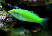 მწვანე თევზი მწვანე Wrasse, Pastel მწვანე Wrasse (Halichoeres chloropterus) ფოტო