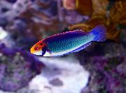 Aur Pește Roșu-Ochi Zână-Wrasse (Cirrhilabrus solorensis) fotografie