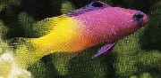 margas Žuvis Fairy Basslet (Gramma loreto, Royal gramma) nuotrauka