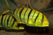 Ριγέ ψάρι Χρυσή Τρεβάλι (Gnathanodon speciosus) φωτογραφία