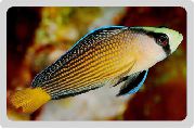 Manchado Peixe Splendid Dottyback (Pseudochromis splendens) foto