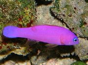 aquarium fish Purple Dottyback Pseudochromis porphyreus purple