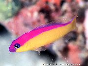 Abigarrado Pescado Dottyback Púrpura De La Raya (Pseudochromis diadema) foto