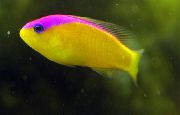Gelb Fisch Lila Streifen Dottyback (Pseudochromis diadema) foto