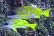 aquarium fish Bluestripe snapper Lutjanus kasmira striped