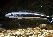 Gestreift Fisch Blau Blanquillo (Malacanthus latovittatus) foto