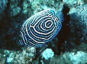 stripete Fisk Keiser Angelfish (Pomacanthus imperator) bilde
